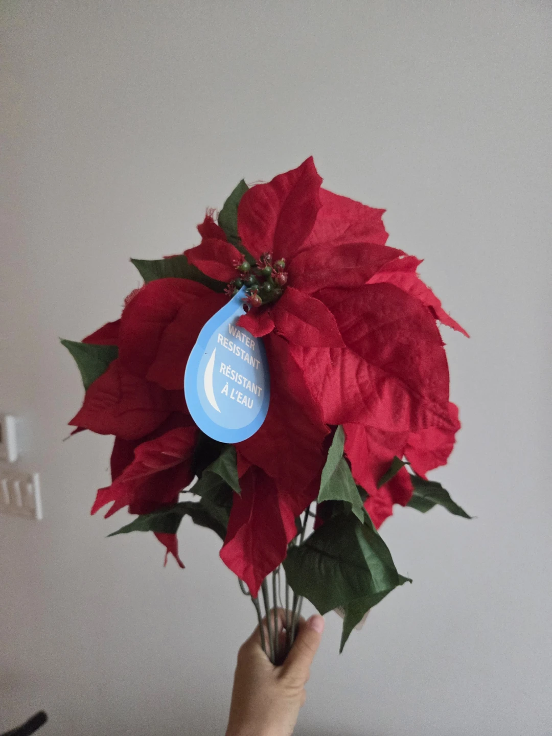 Red Water-Resistant Poinsettia Bush