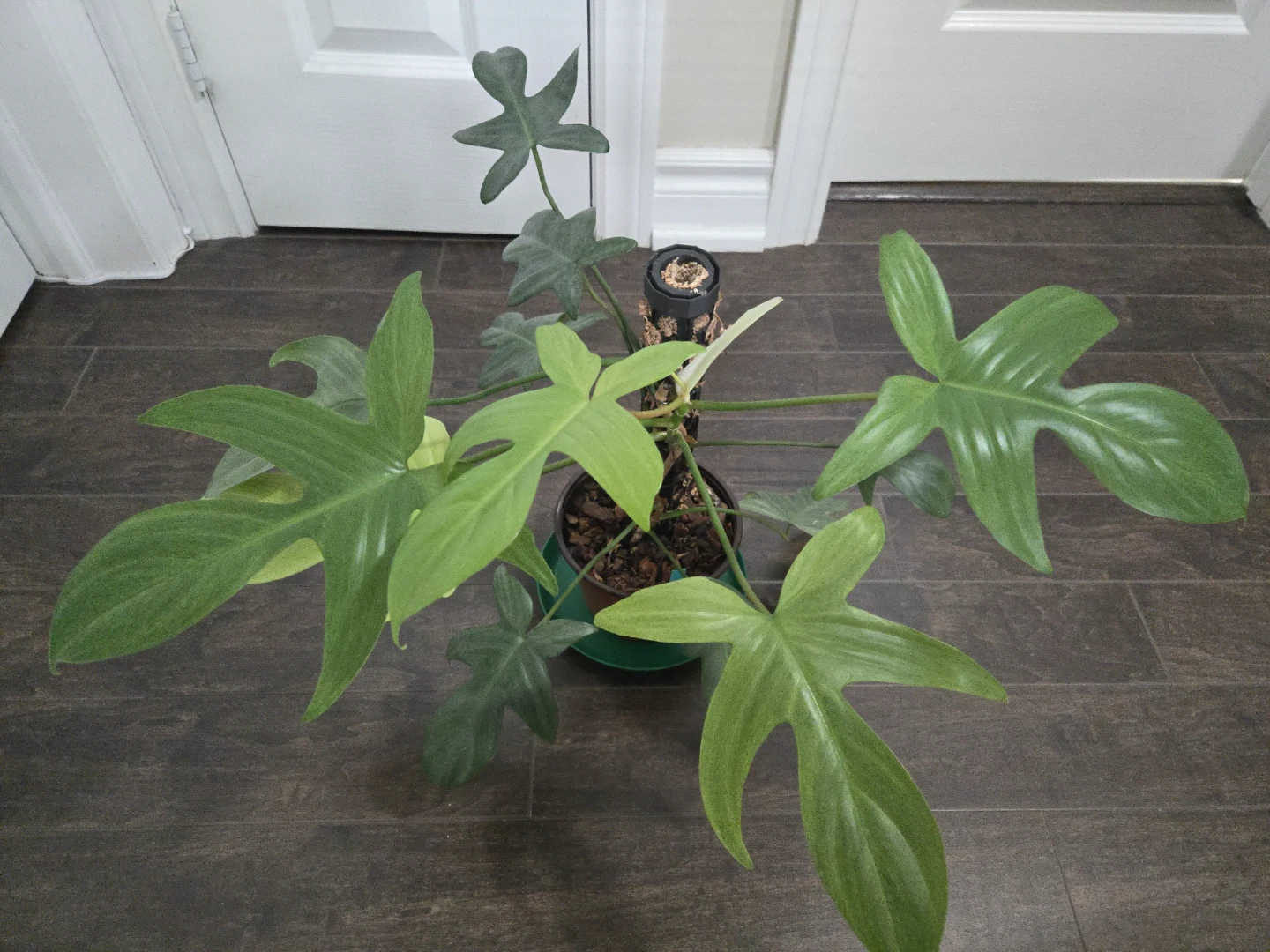 Philodendron Florida ghost in 6"pot with moss pole