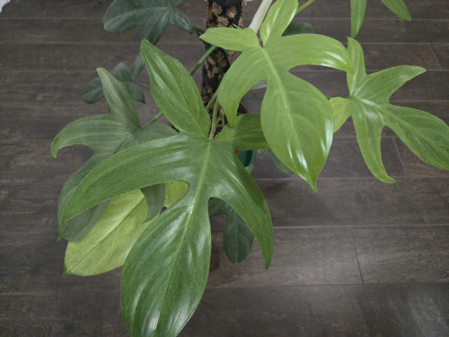 Philodendron Florida ghost in 6"pot with moss pole - photo 2