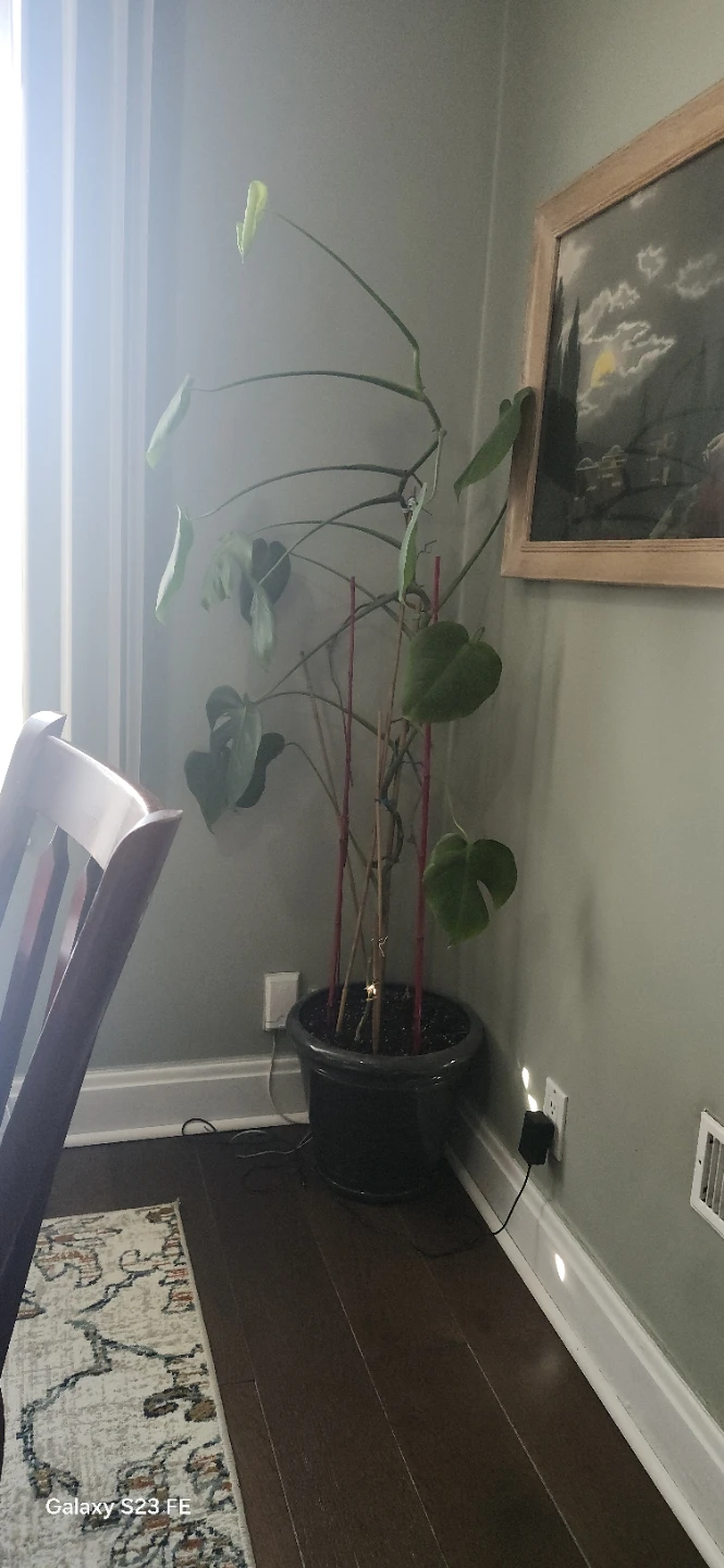 Monstera Plant five feet high