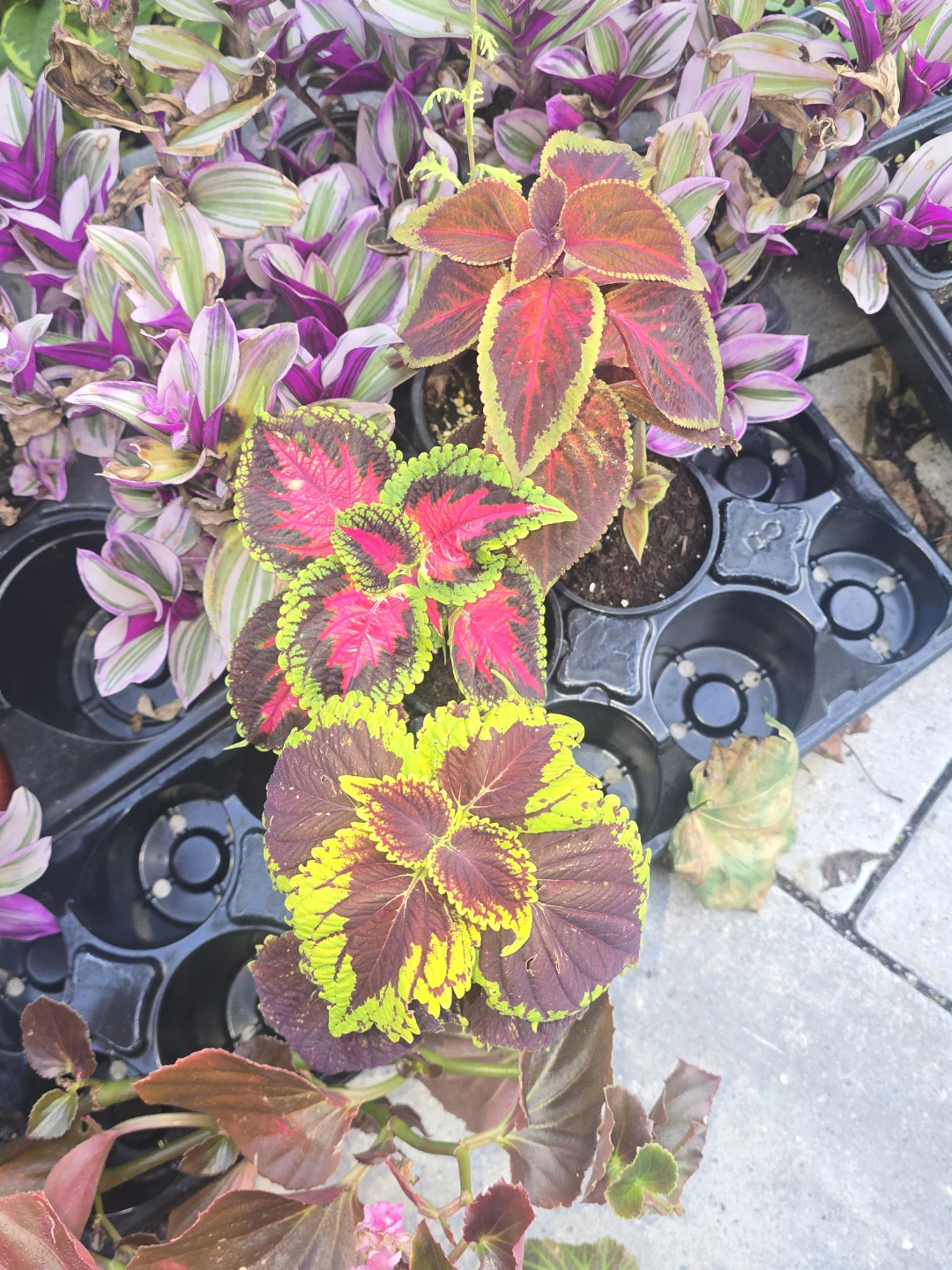 Assorted Coleus Plants