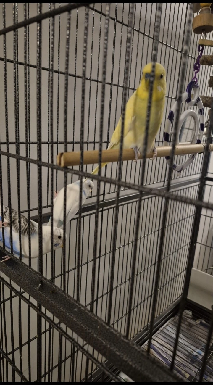 Large Bird Cage with Perches and Toys - photo 2