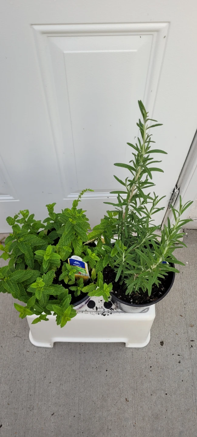 Mint and rosemary plants