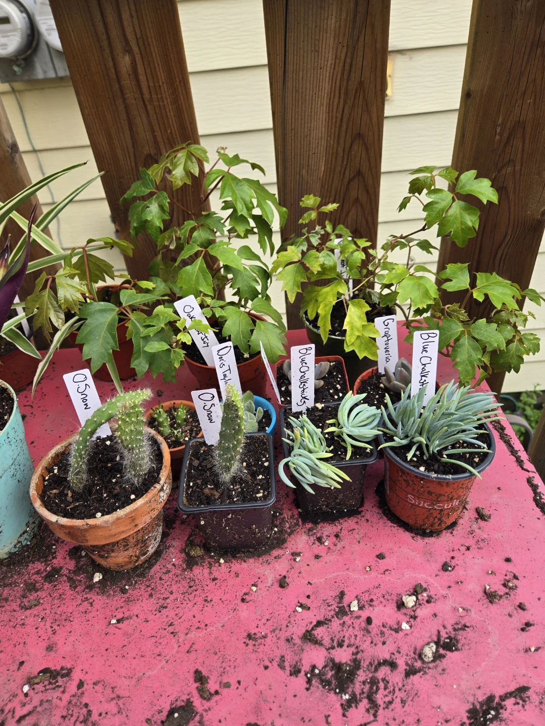 Variegated house plants - photo 2