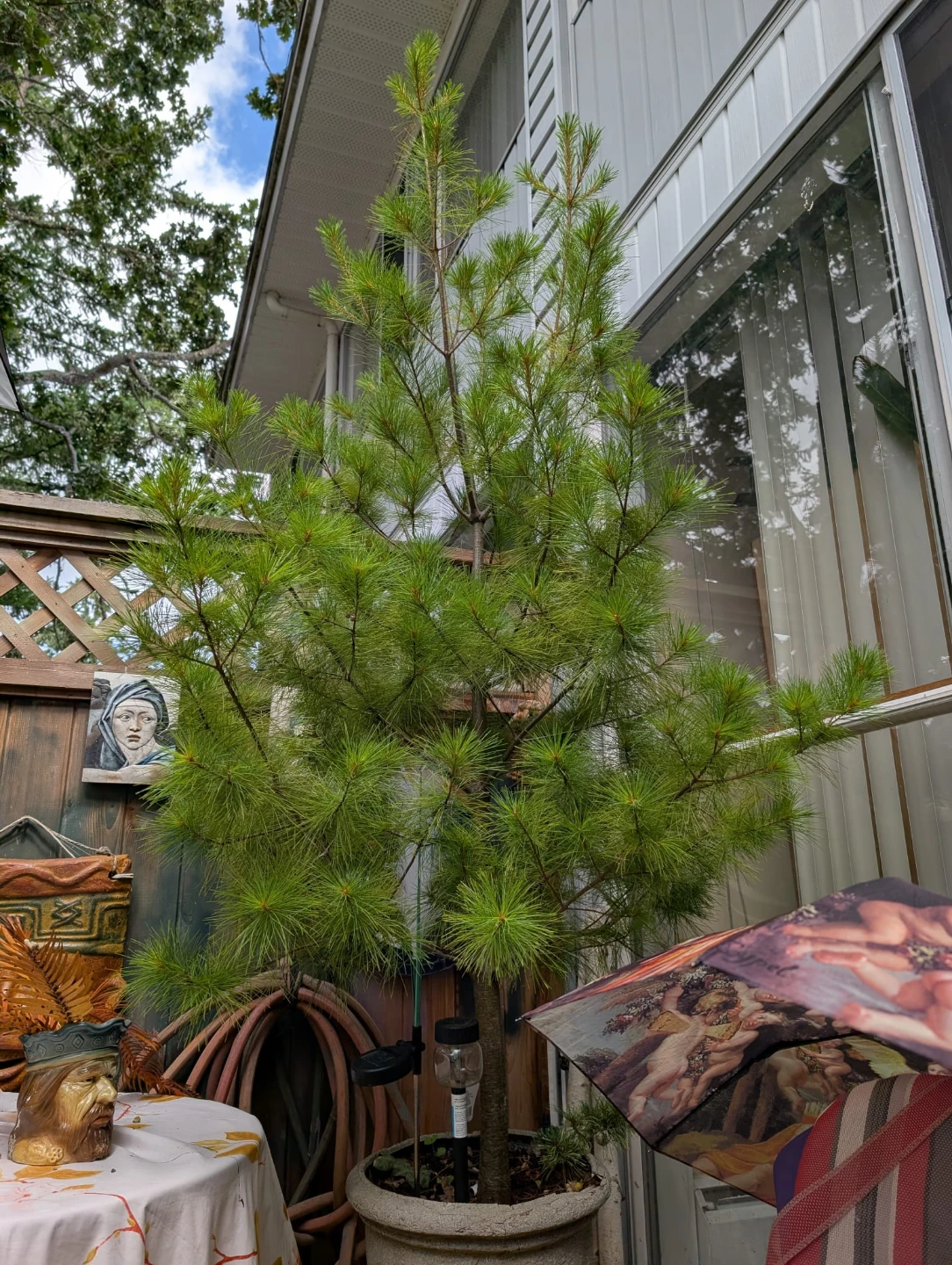Eastern White Pine Tree