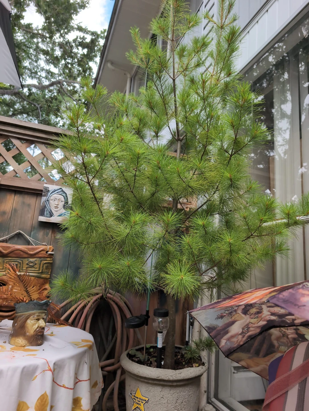 Eastern White Pine Tree - photo 2