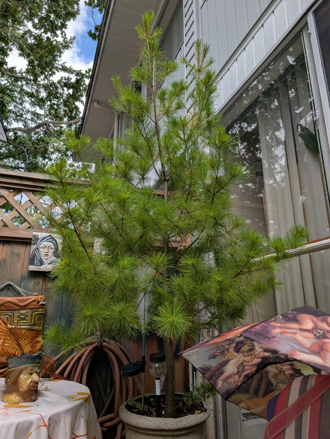 Eastern White Pine Tree - photo 3
