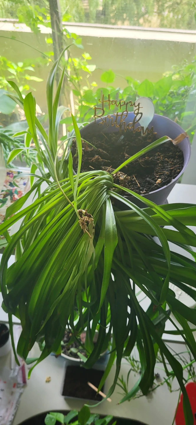 Spider Plant with many babies branches - photo 4
