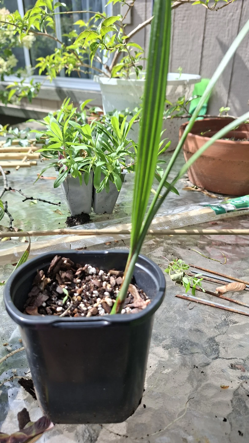 🌴 Young Date Palm Plant 🌴 - photo 5