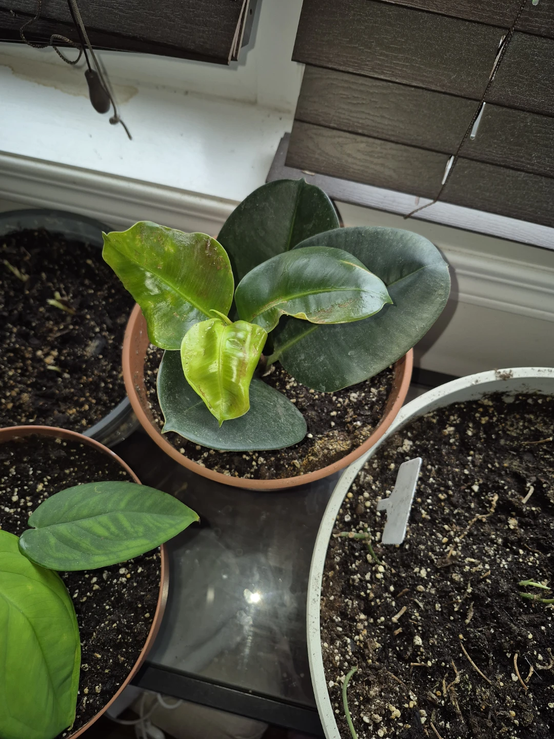 Rubber Plant - photo 2