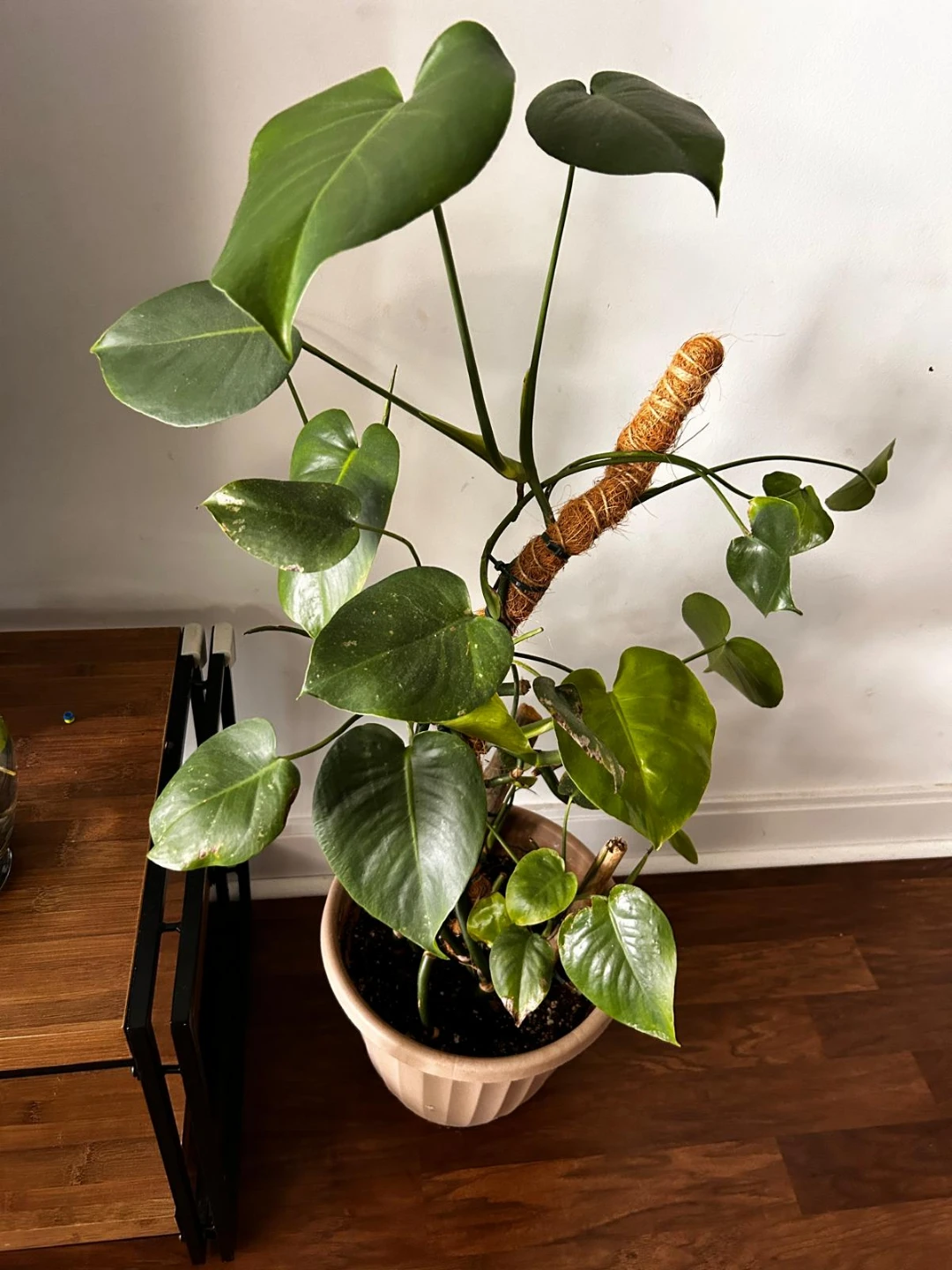Monstera Deliciosa Plant - photo 4