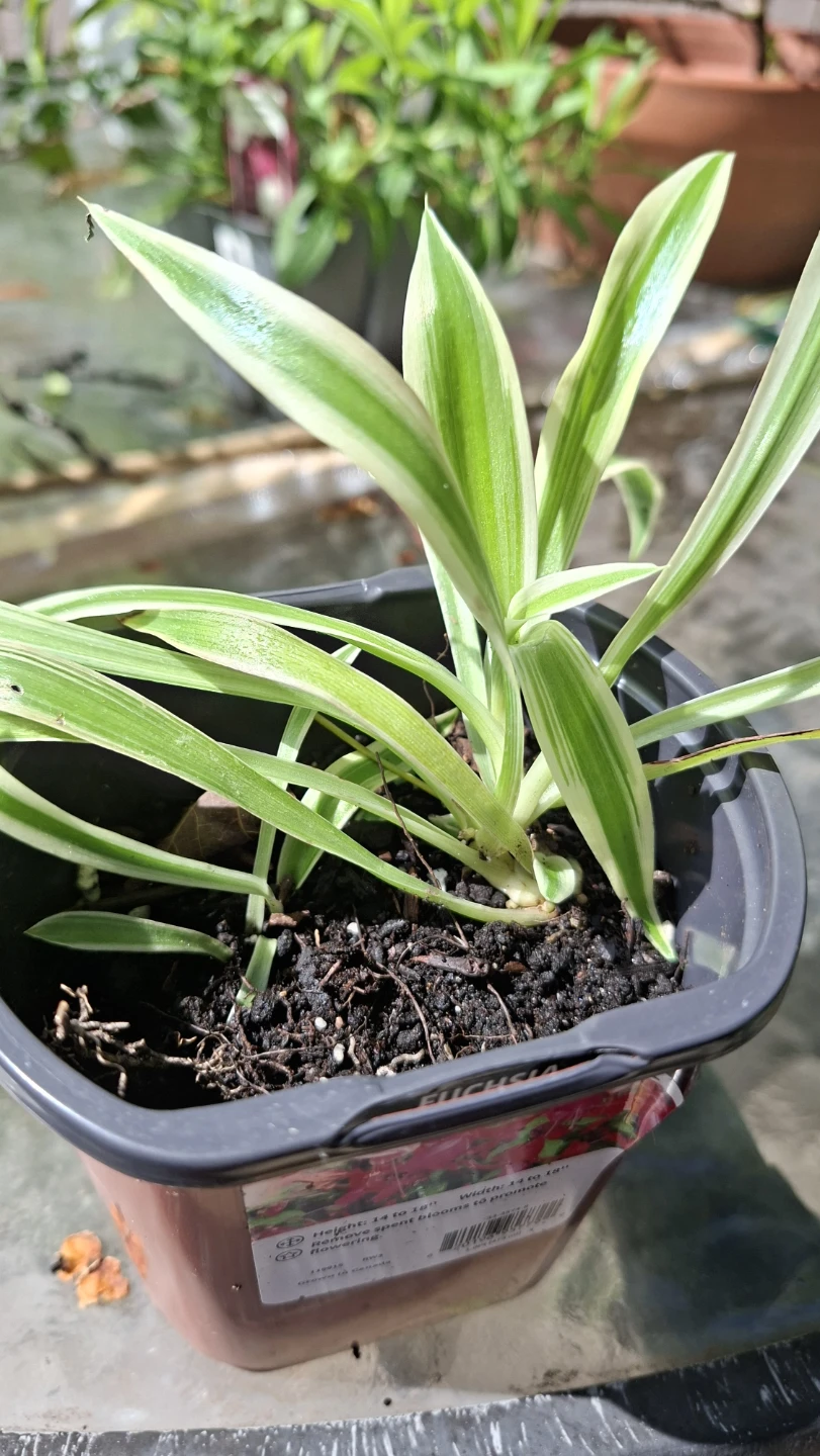 🌿 Spider Plant 🌿 - photo 4