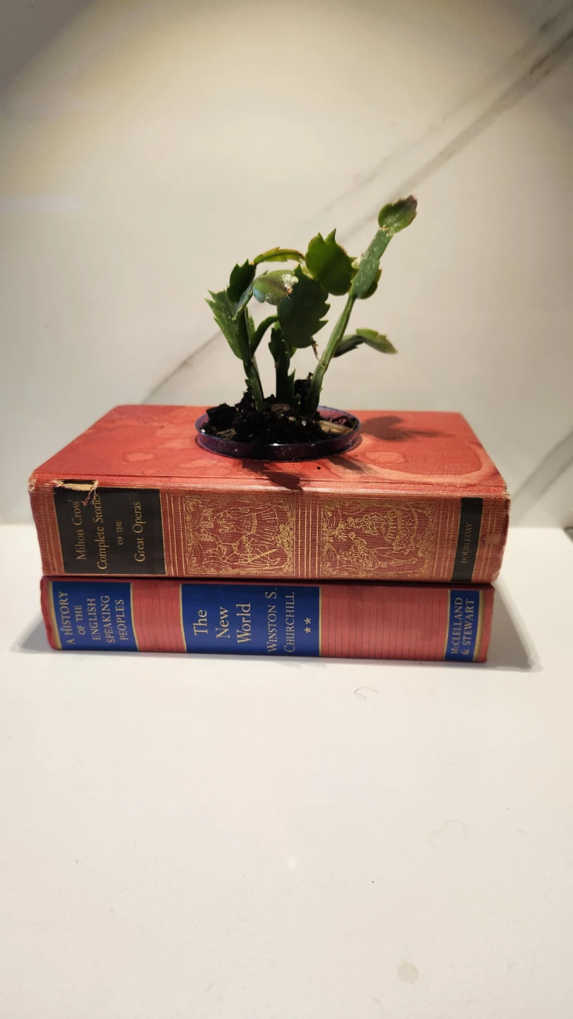 Vintage book planter with plants