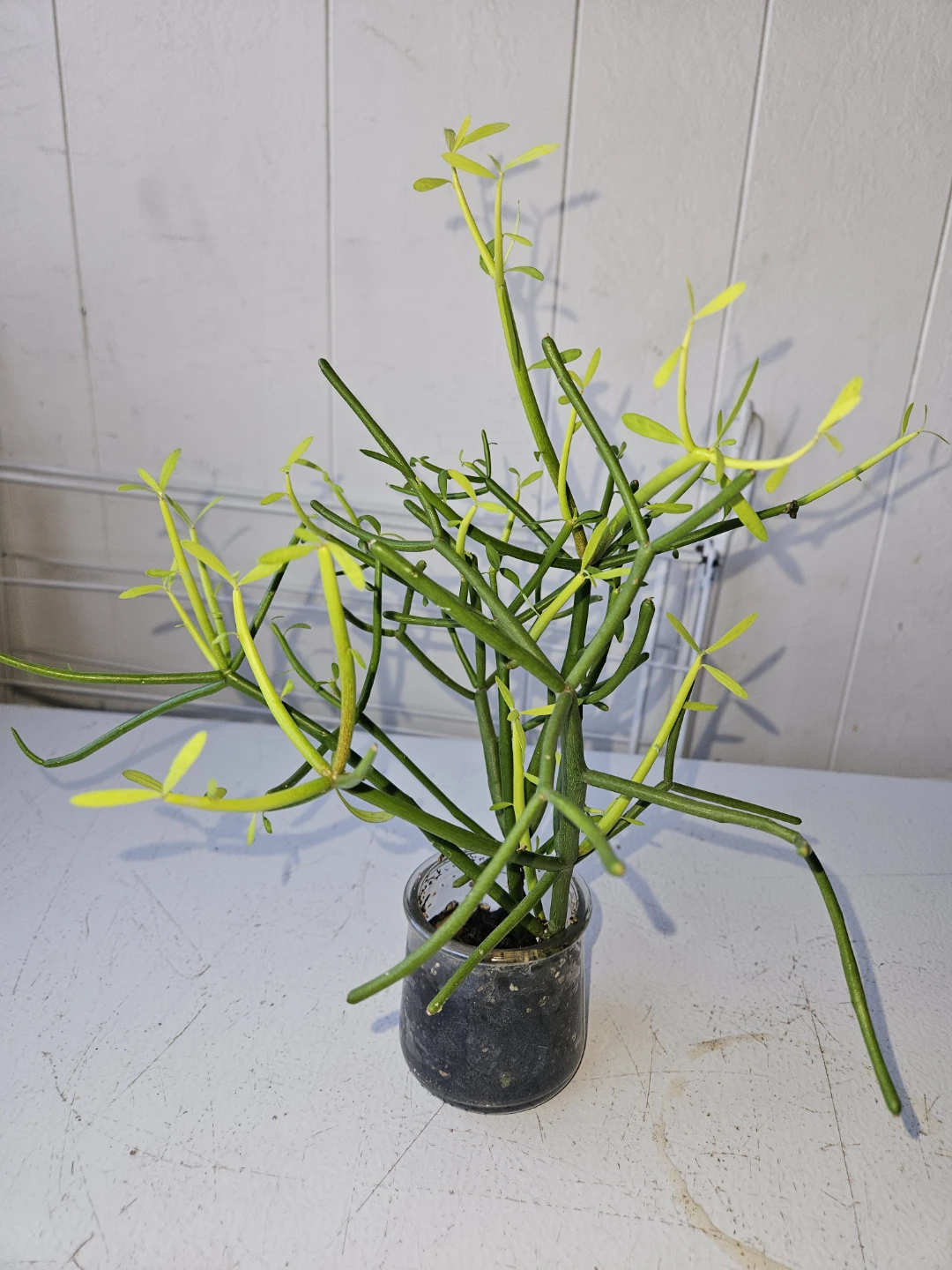 Pencil Cactus Succulent Plant in Glass Jar