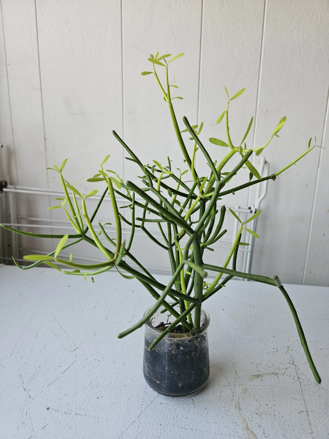 Pencil Cactus Succulent Plant in Glass Jar - photo 2