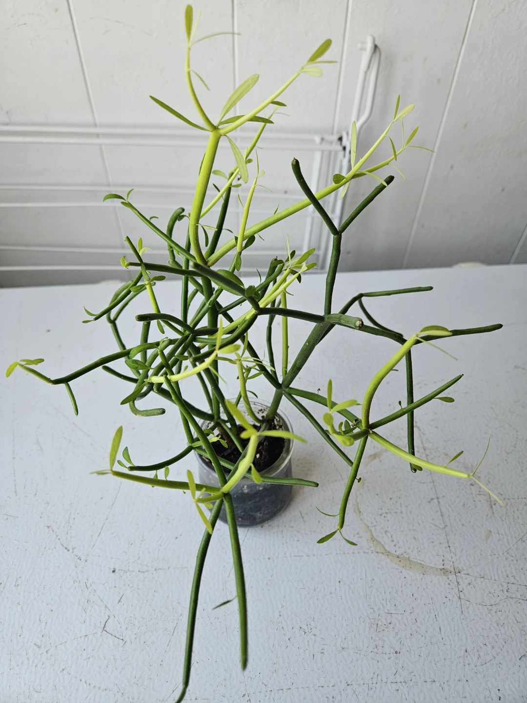Pencil Cactus Succulent Plant in Glass Jar - photo 3