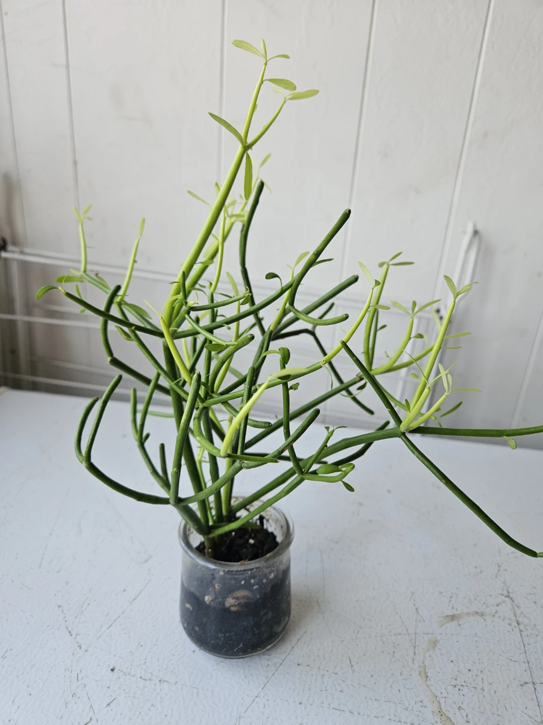 Pencil Cactus Succulent Plant in Glass Jar - photo 4