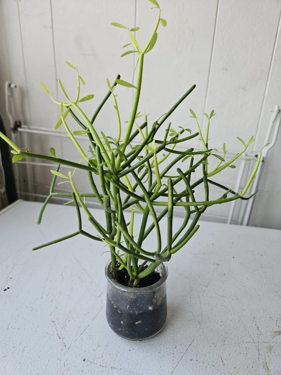 Pencil Cactus Succulent Plant in Glass Jar - photo 5