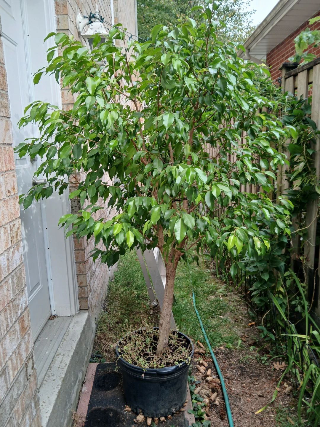 Healthy ficus tree - photo 2
