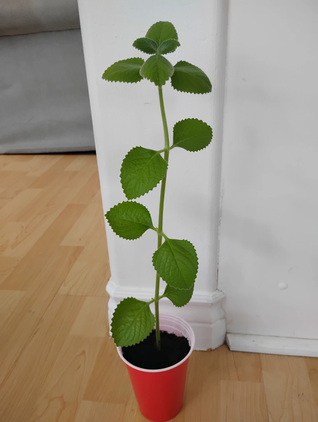 Cuban Oregano or Mexican Mint