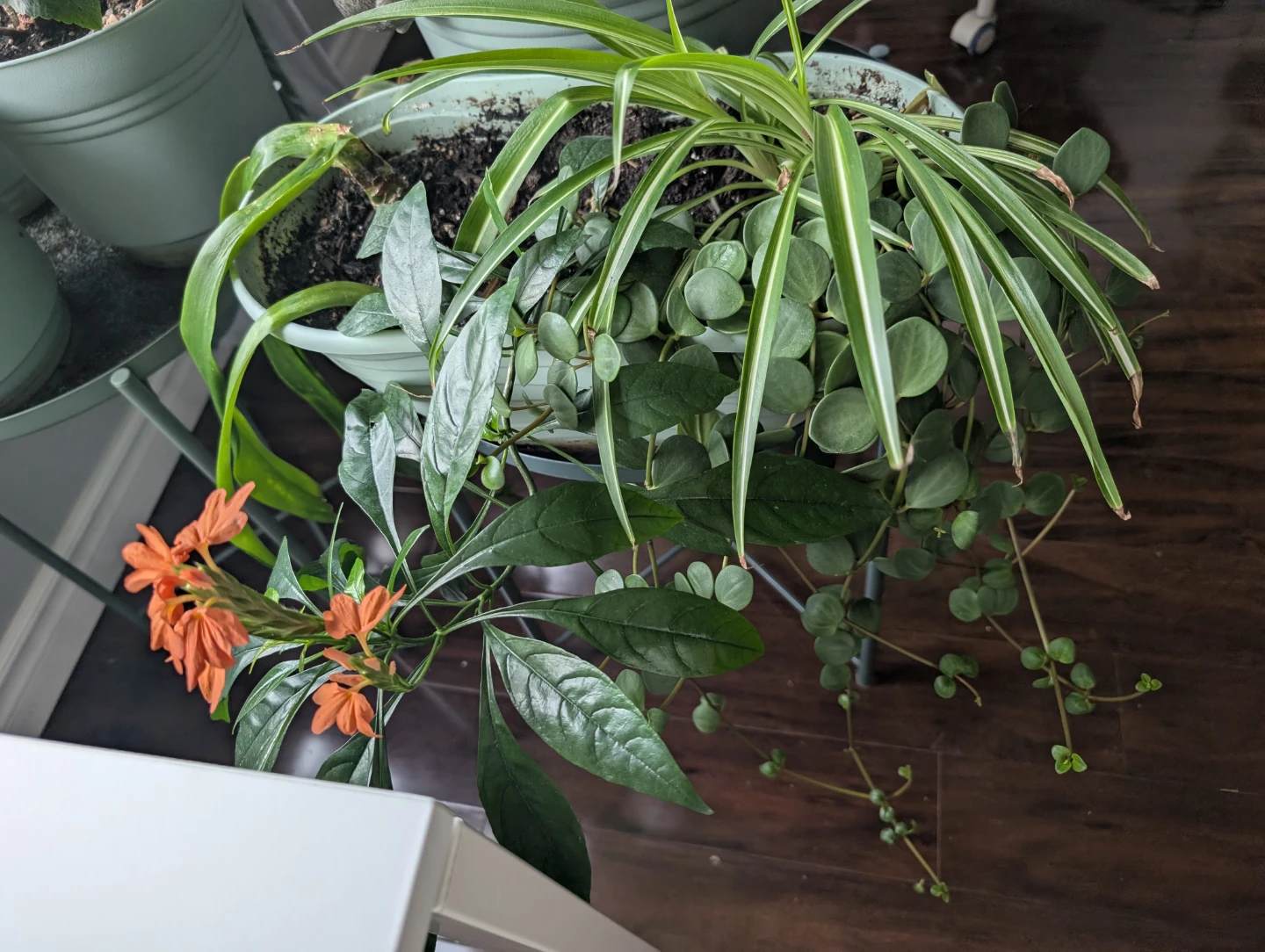 Free potted plants