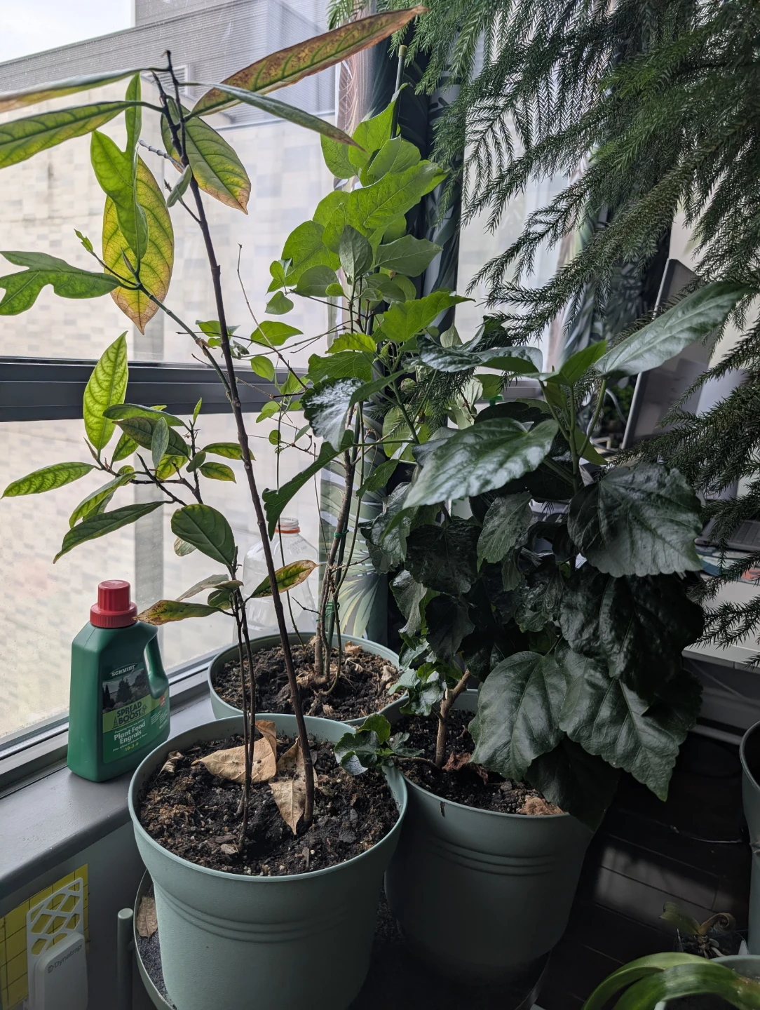 Free potted plants - photo 3