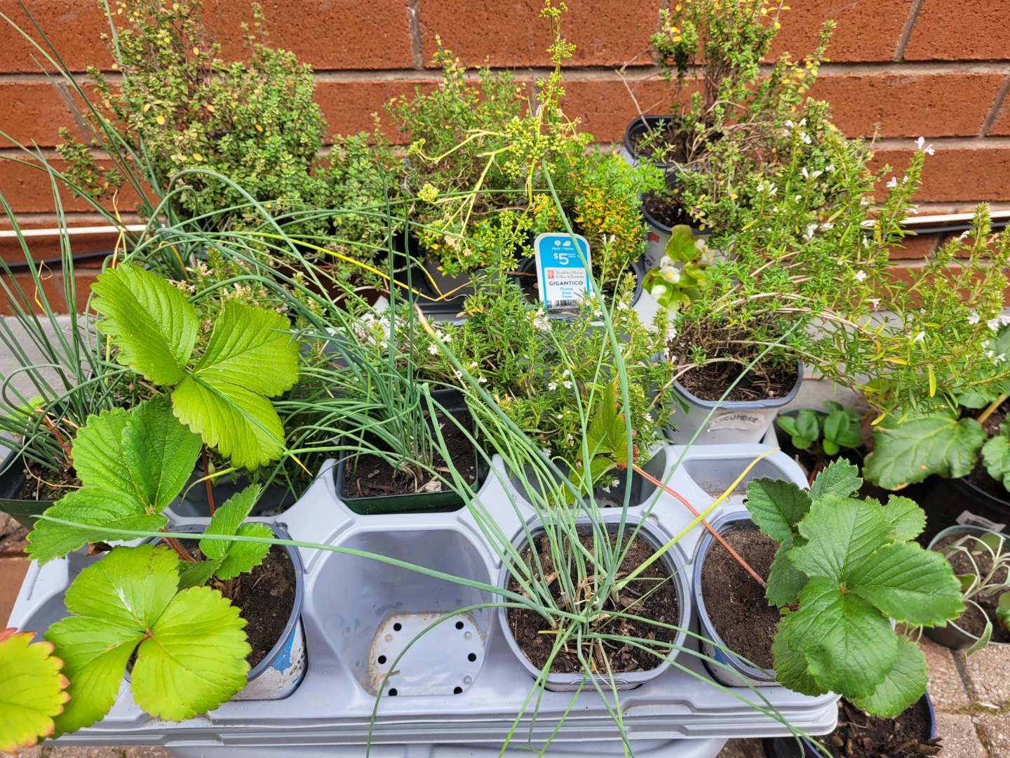 Assorted perennial Plants