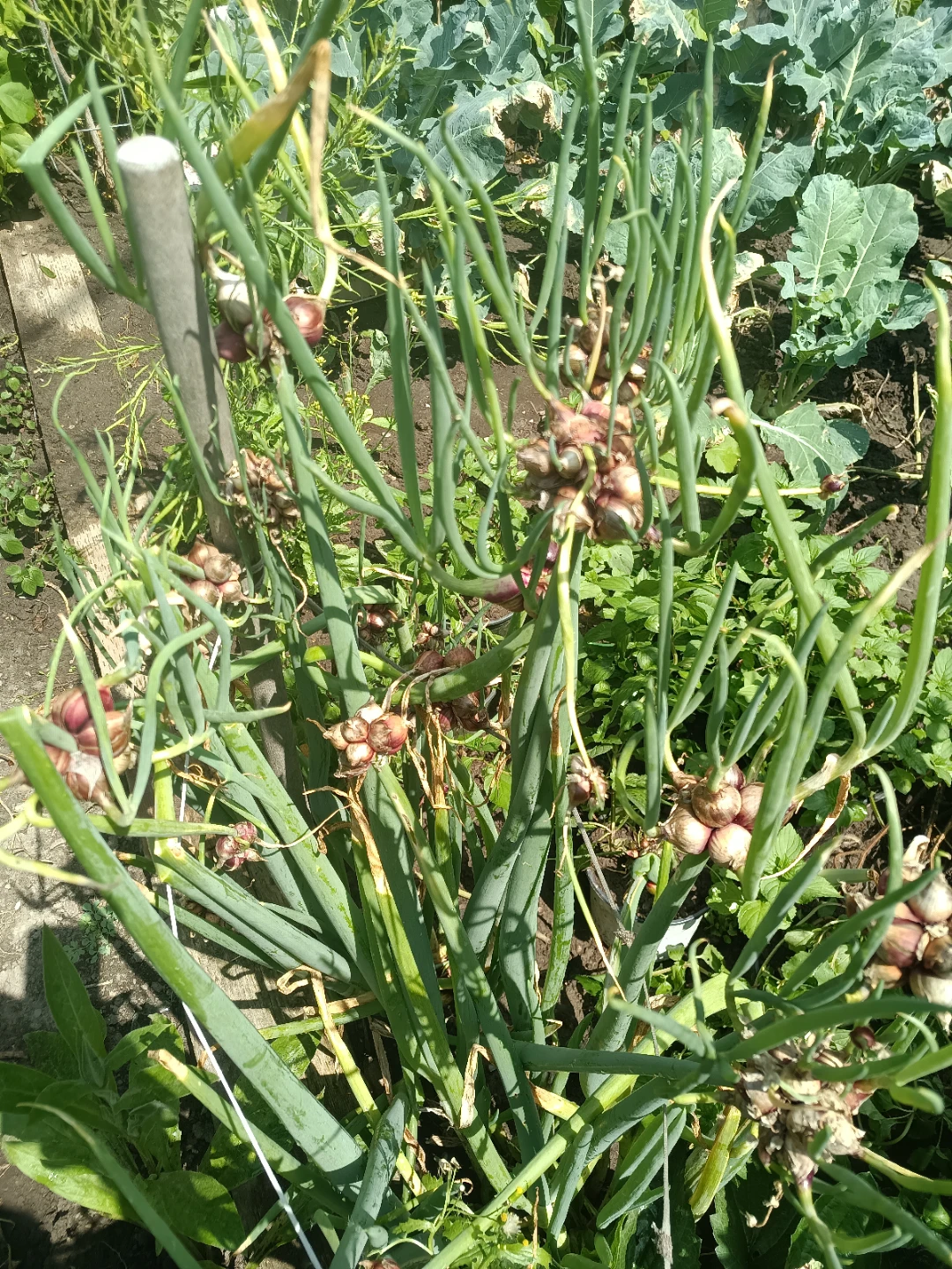 Walking Onion Bulbs - photo 2