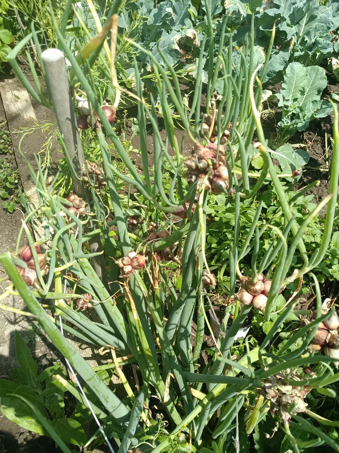 Walking Onion Bulbs - photo 2