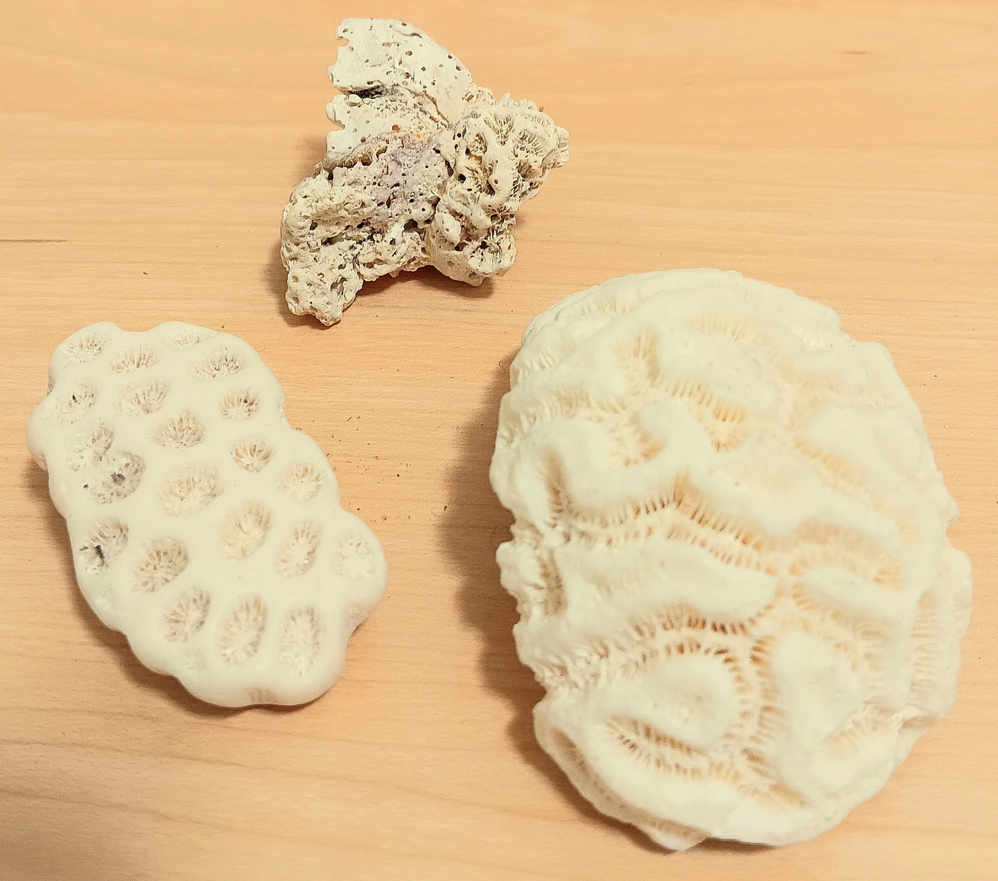 🪸Natural Decorative Sea Cora Set of 3l🪸