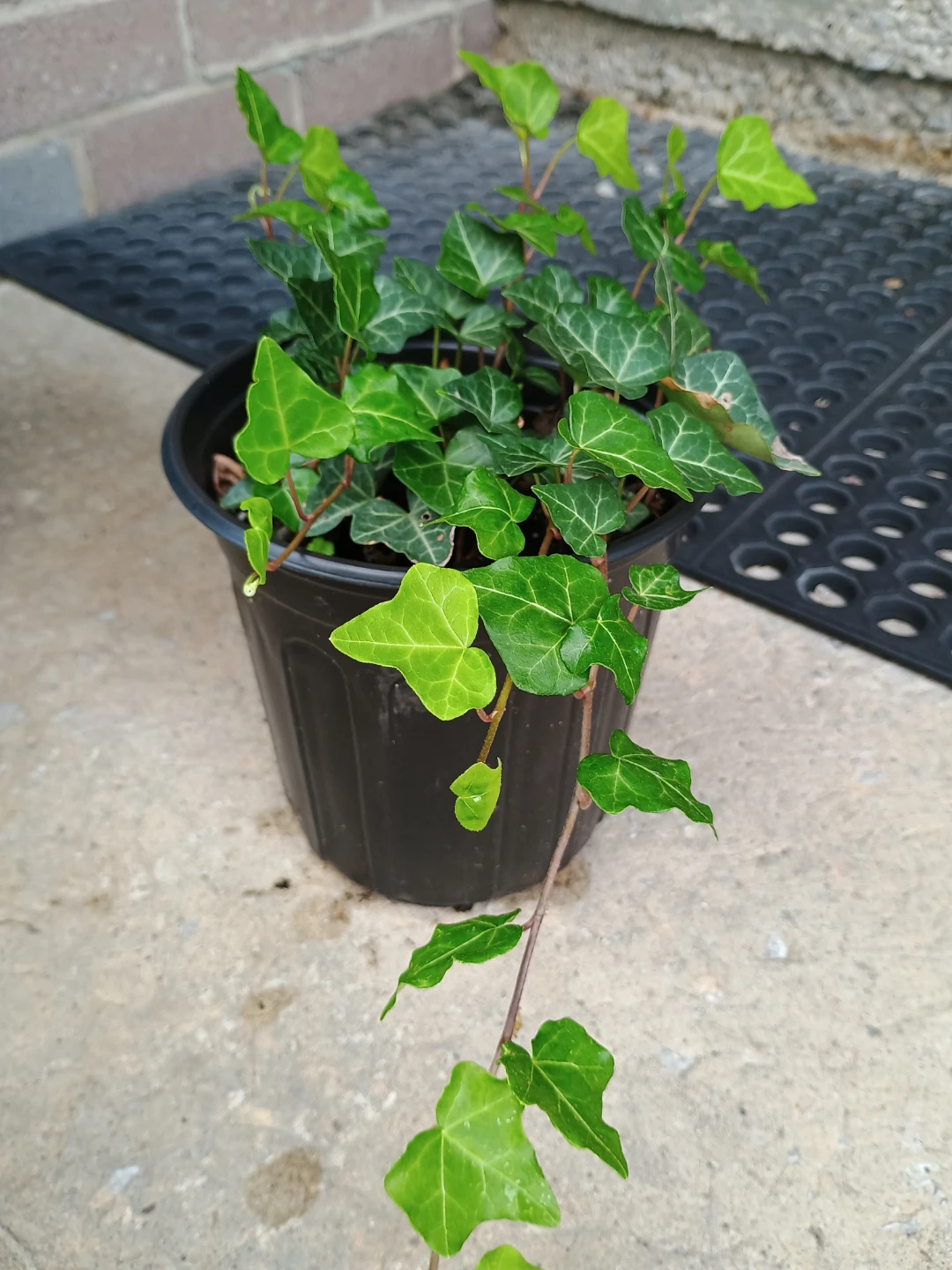 English Ivy - photo 4