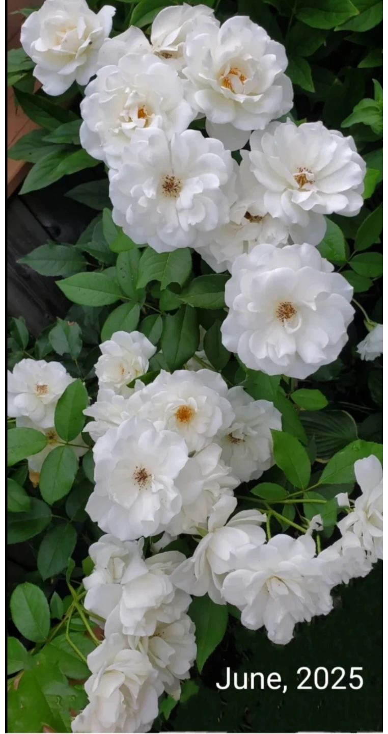 Iceberg Rose - Floribunda Rose - photo 4