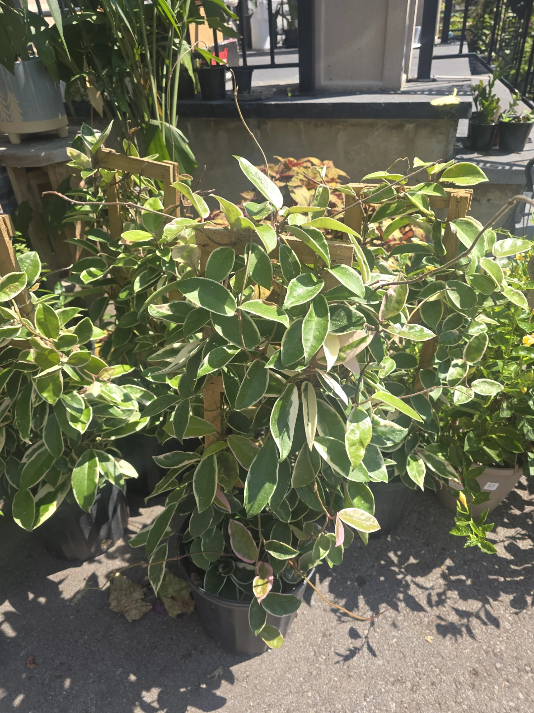 Hoya Carnosa krimson queen  fresh cutting - photo 2
