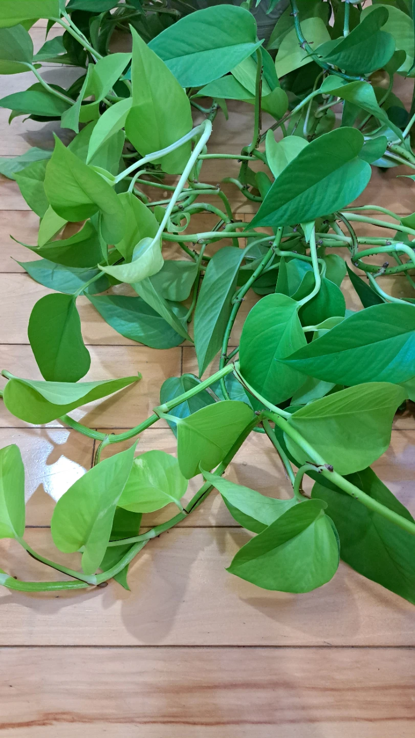 Pothos plant cuttings - photo 3