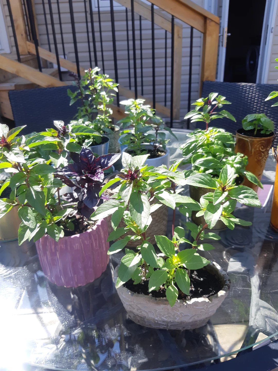 Potted Scented Basil Plants - photo 3
