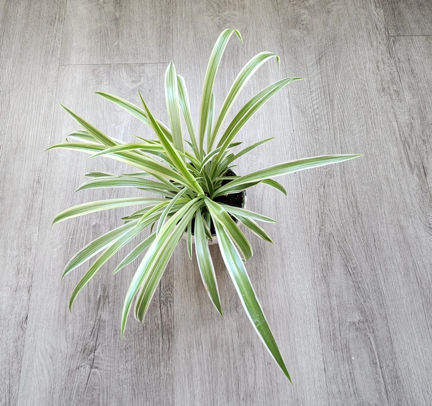 Spider Plant