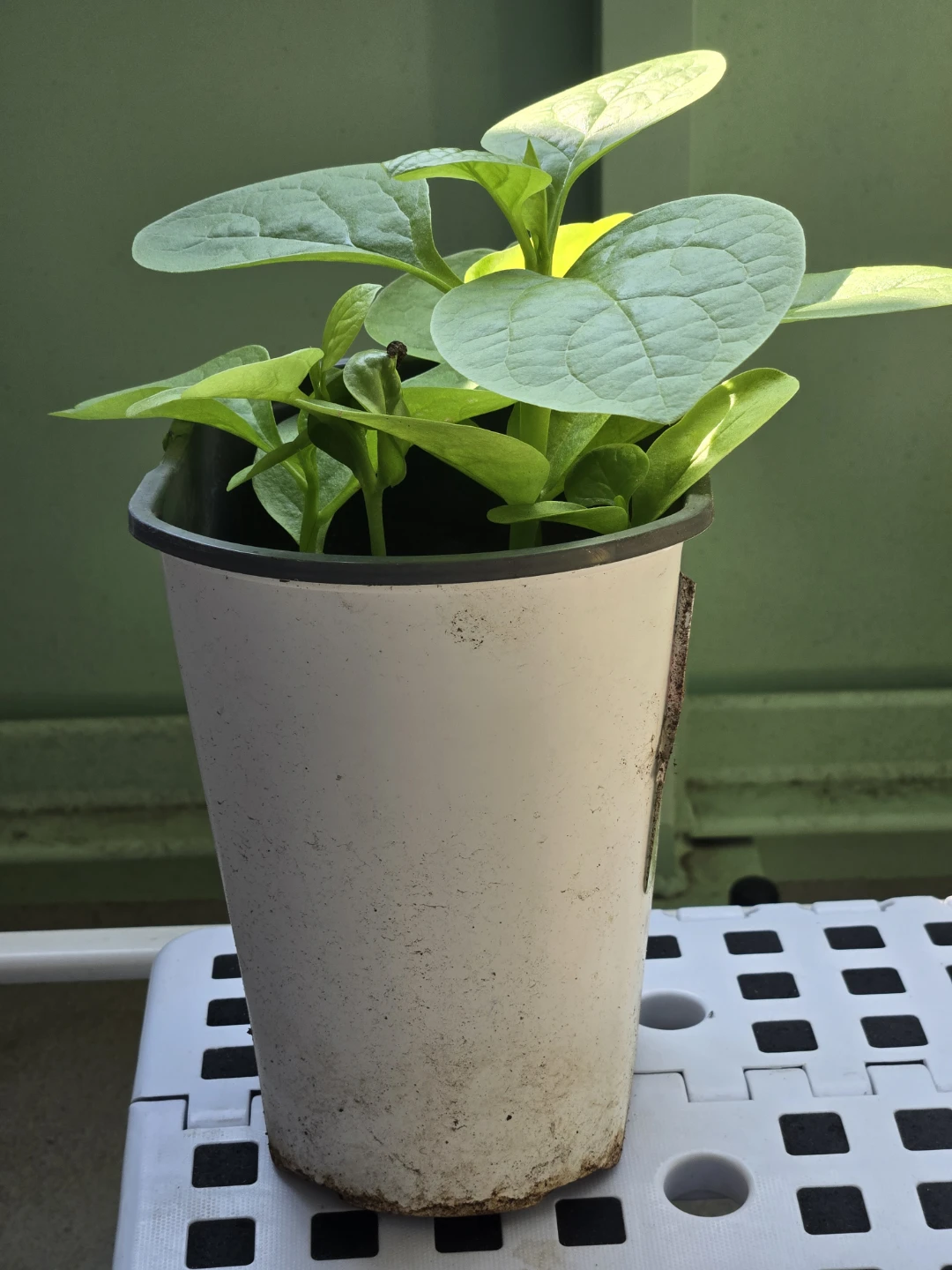 Malabar Spinach Plant in Pot - photo 2