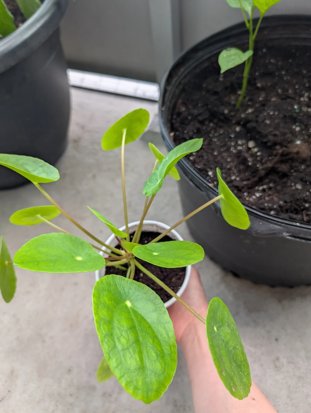 Pilea Peperomioides Plant
