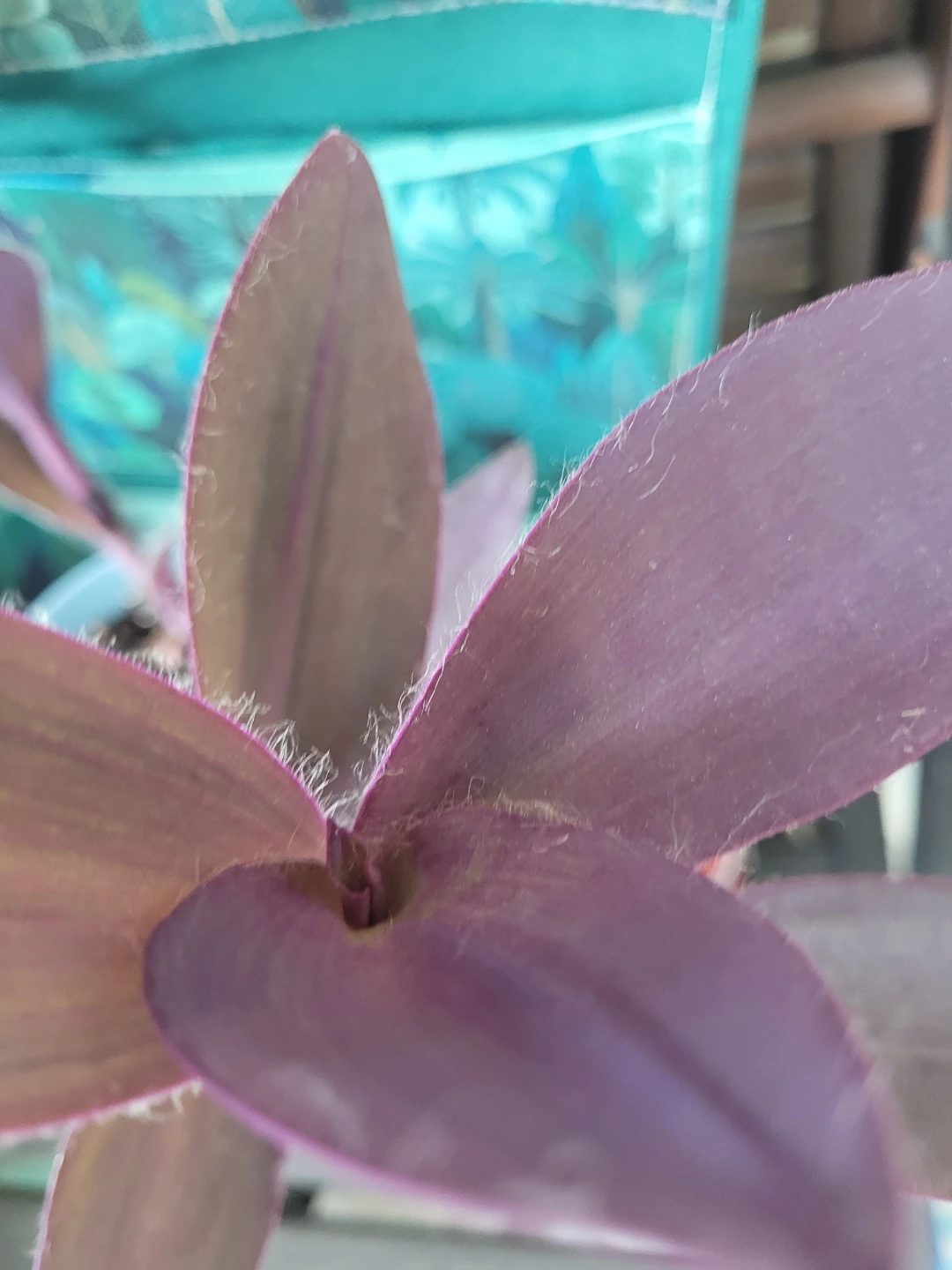 Purple Heart Plant in Blue Pot