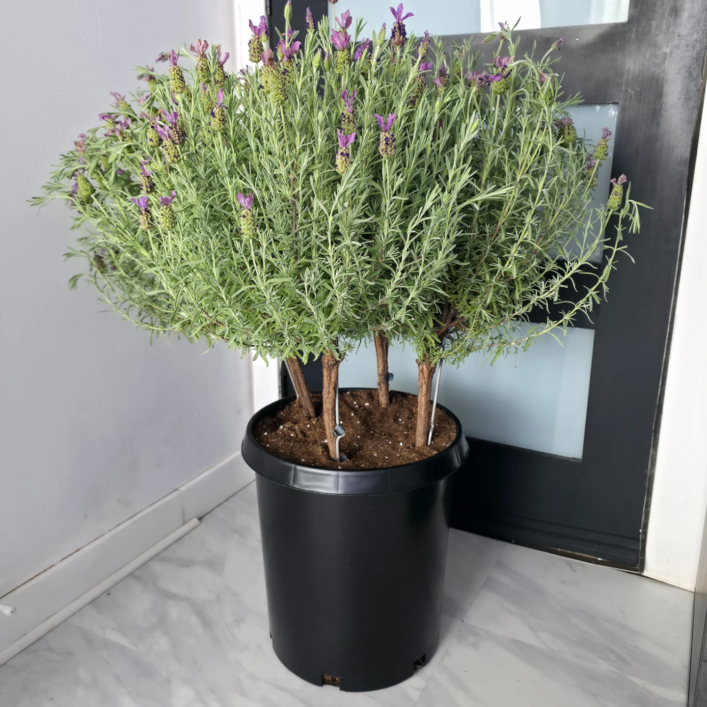 2ft Lavender Tree in a 14" inch planter pot | ✅️ Local Delivery - photo 2