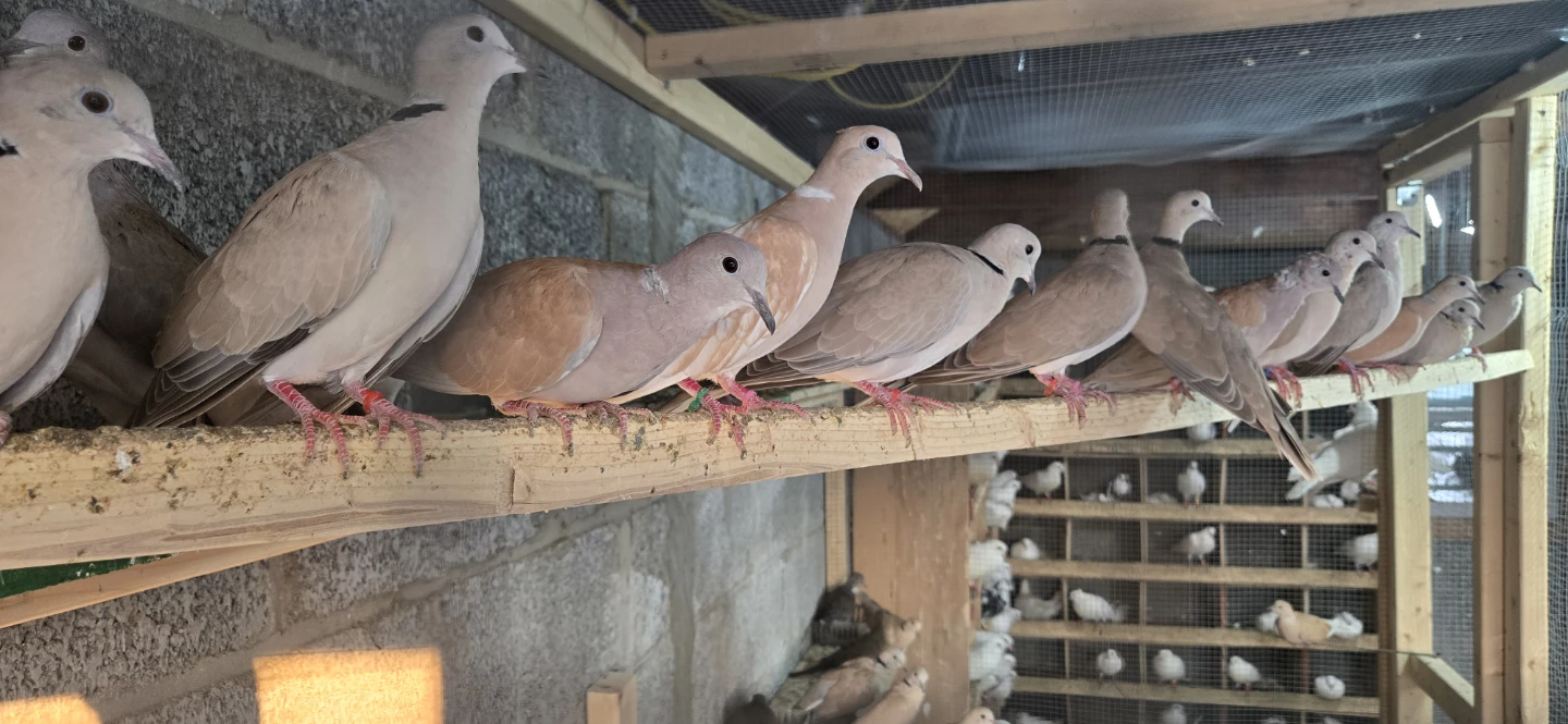 Collared Doves