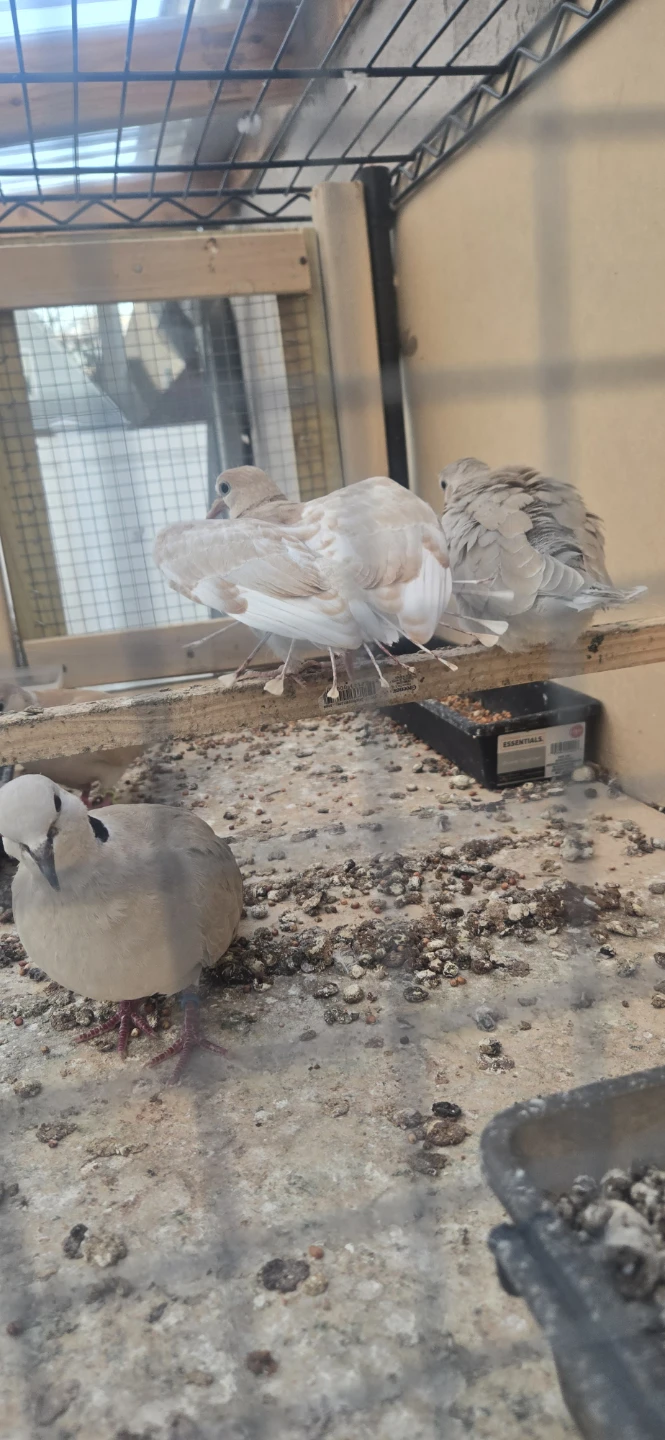 Collared Doves - photo 4