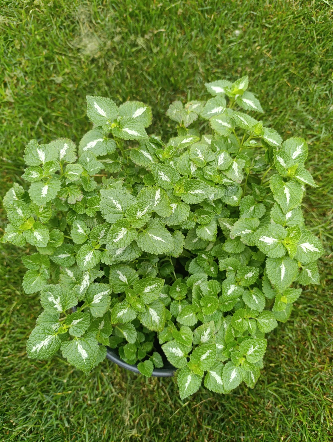 Lamium Beacon Silver