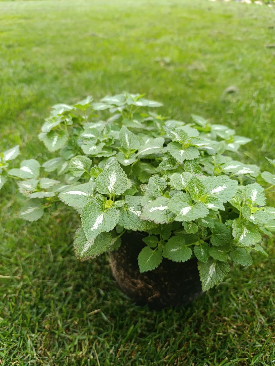 Lamium Beacon Silver - photo 2