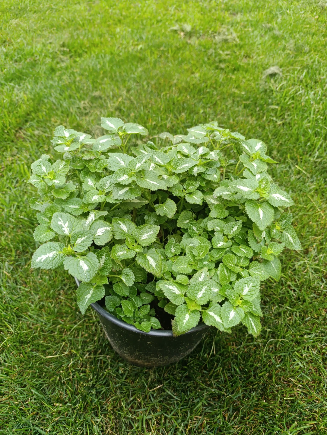 Lamium Beacon Silver - photo 3