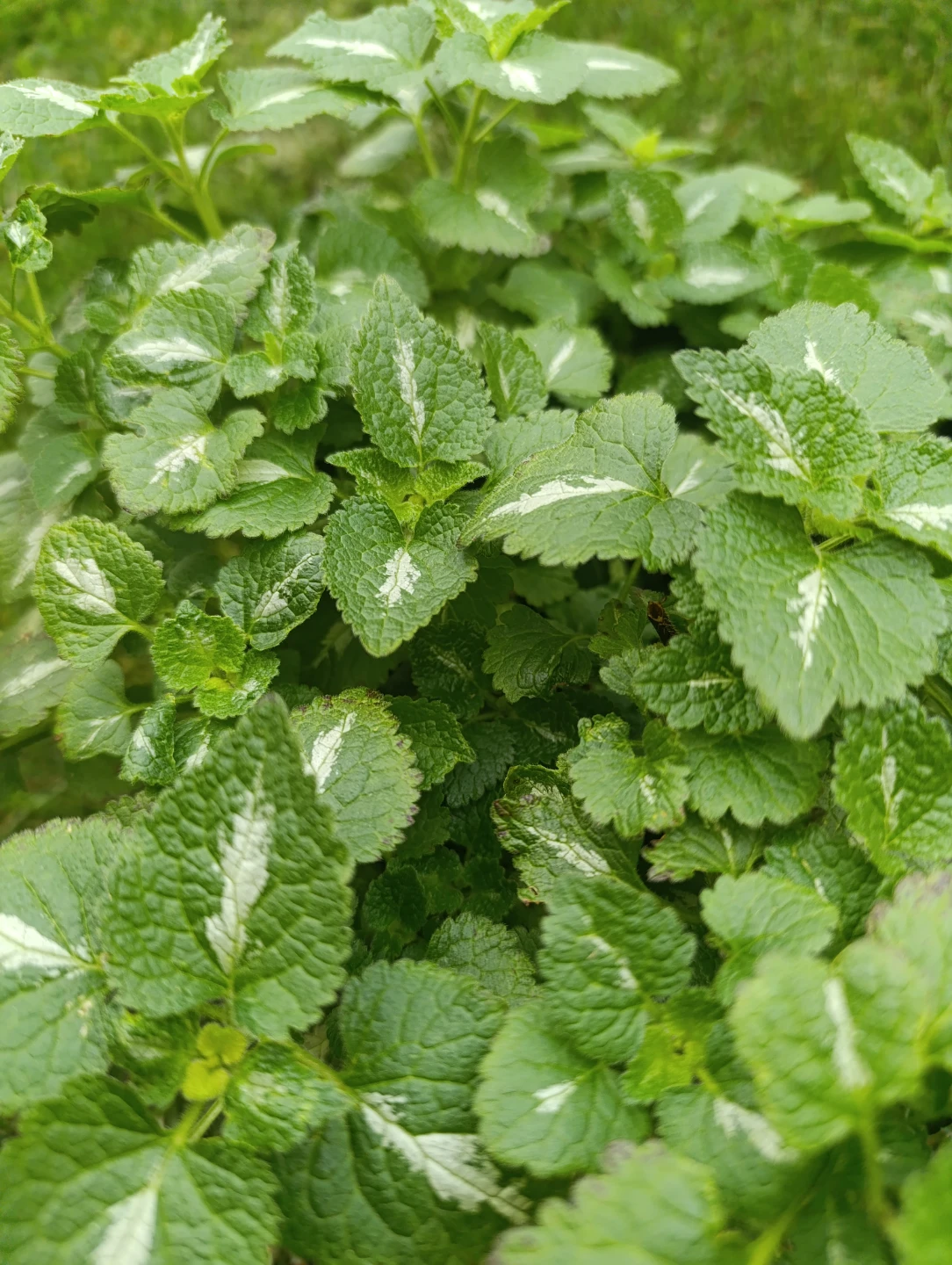 Lamium Beacon Silver - photo 4