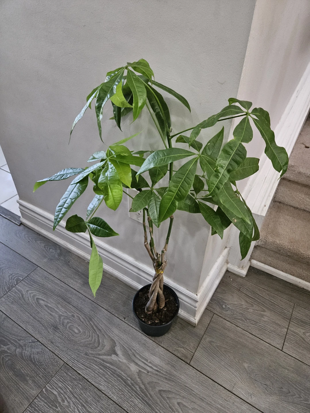 Money Tree Plant in 6"pot - photo 2