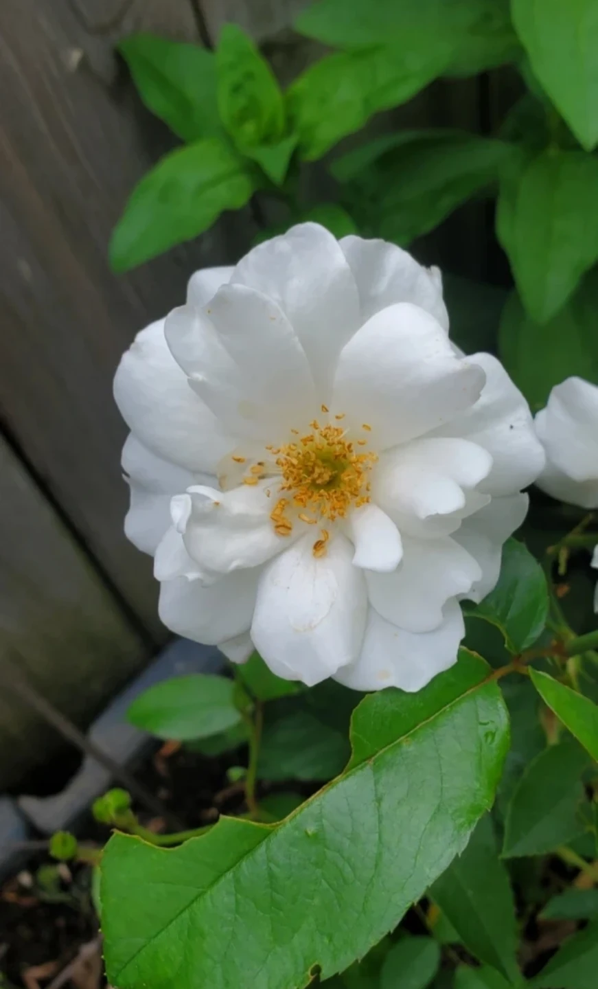 Iceberg Rose - Floribunda Rose - photo 3