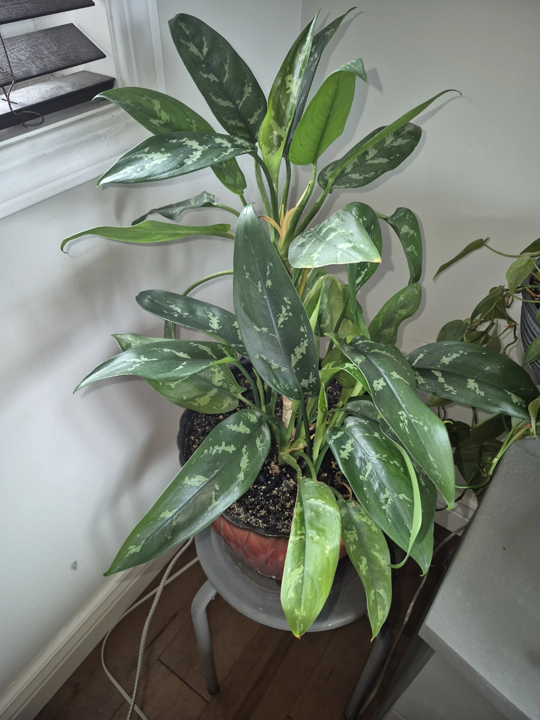 Aglaonema chinese ever green - photo 2