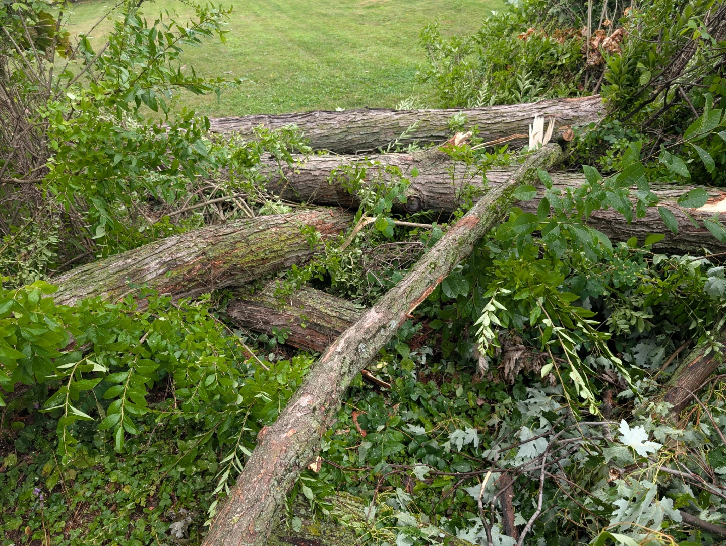 Free firewood - photo 2